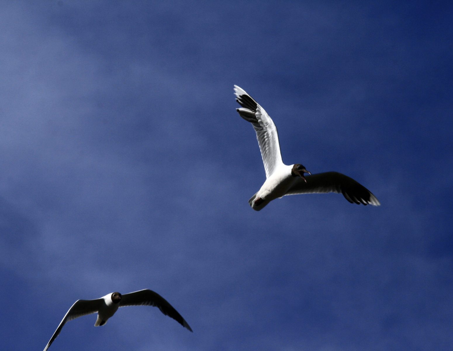 Fotos de paisajes, personas, arquitectura, flora, fauna, rios, monta–as, lagos, animales, bosques, cielos, nubes, praderas, botes, mar, aves, utensilios, gastronomia.
